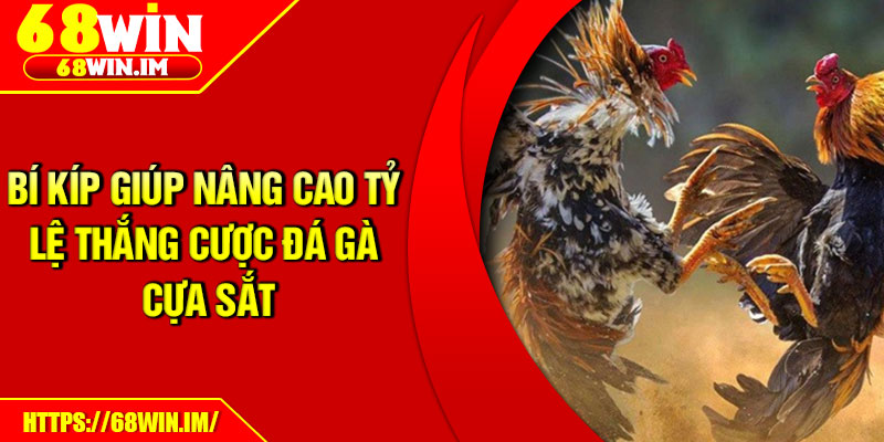 Bí kíp giúp nâng cao tỷ lệ thắng cược đá gà cựa sắt