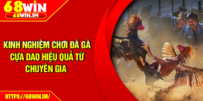 Kinh nghiệm chơi đá gà cựa dao hiệu quả từ chuyên gia 